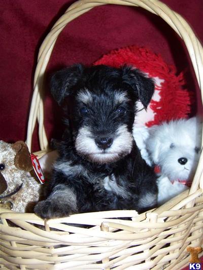 Mini-Schnauzers AKC
